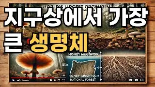 지구상에서 가장 큰 생명체