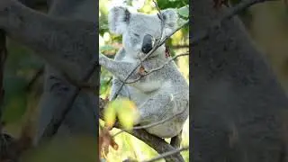 Koala Sounds | Sleepy koala