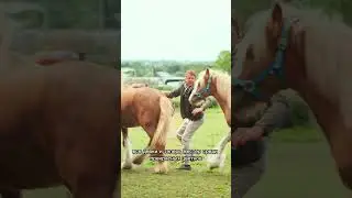 Это что за покемон?