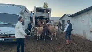 BURSAYA BESİ DANALARI HAYIRLI OLSUN
