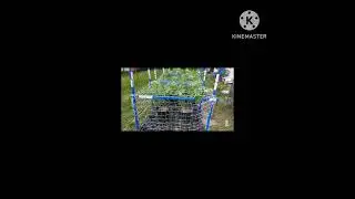7/9/23-8/8/23 [Southbaygenetics Obama OG & BK Cookies outdoor Veg grown indoor style]