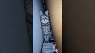 Игривая Шеба #котики #cat