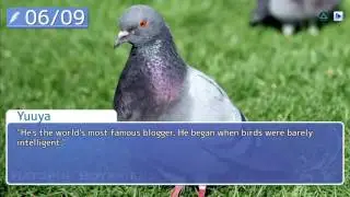 Pigeons Again