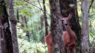 Wildlife encounters at the archery club