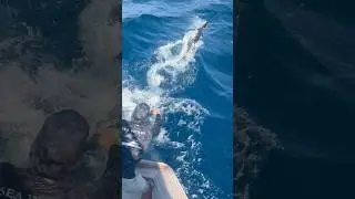 Harbors’s 1st Billfish #sailfish #yacht #sportfish billfish