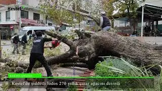 Kestel'de şiddetli lodos 270 yıllık çınar ağacını devirdi