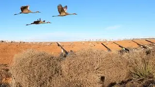 I Drove 10 HOURS To HUNT TEXAS CRANES