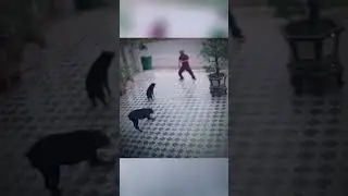 Tips agar tidak di kejar guguk🐶