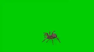 Green Screen Spider Animation Green Screen