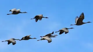 Құстар қайтып барады караоке (минус)