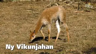 Ny vikunjahan