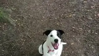 7 month old Border Collie Tricks - Sven