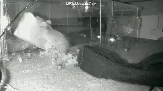 Gangster Mouse vs The MacPCZone Infra Red Mousetrap Next Generation
