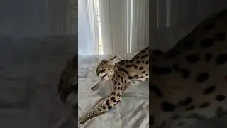 Дикарка с рыбой на кровати🙀 продолжение триллера! Кто ждал ?! Какая у вас самая моя любимая фраза?