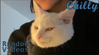 This Cat Knows The Best Spot