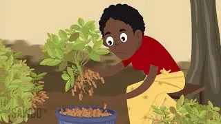 Preventing Aflatoxin (English-F-Zambia)
