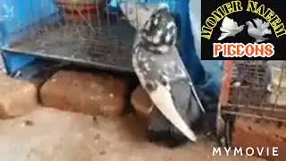 #kabutaron ko ke #badshah #kabootar badshah ki video