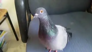 Pigeon cooing sound