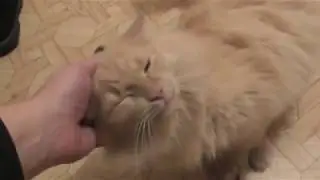 В моем доме живут две штуки 