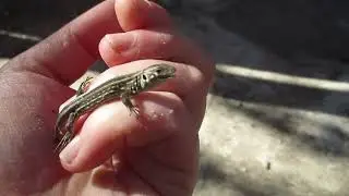 Ужасный и страшный зверь-Айкос