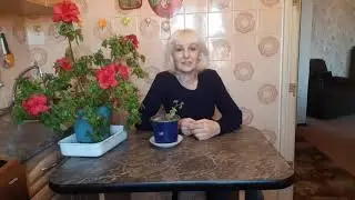 Азалия комнатная| Уход| Подкормки| Черенкование азалий и клематисов результат