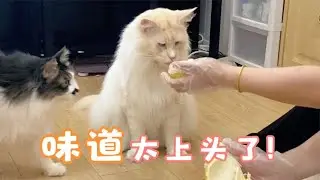 貓咪會喜歡吃榴蓮麽？貓：鏟屎的你是在吃屎吧