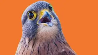 How to crop image/photo in inkscape (3 ways to crop)