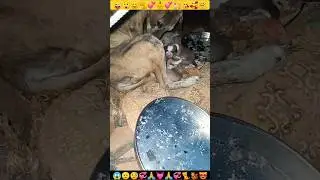 Dog Baby😜puppy |Puppy Crying |Puppy Awaaz |Dog Sound |Puppydog #shorts #dog #puppy #cat #shortvideo