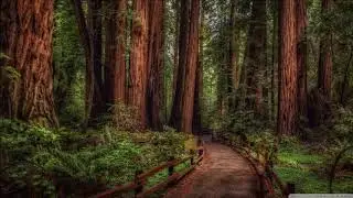 Mollono Bass # Deep In The Forest # Original Mix