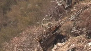 Nepal 4k, Blue Sheep, Himalayan Tahr, Snow Leopard