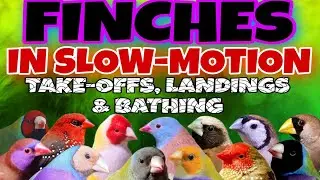 Finches in slow-motion - landing, taking off & bathing