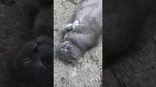 СЕГОДНЯ У МЕНЯ ПЛОХОЙ ДЕНЬ #tiktok #юмор #прикол