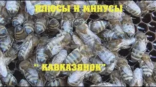 плюсы и минусы Кавказянок