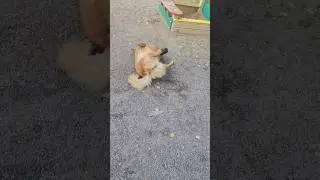 Любимое занятие красотки хитропопой