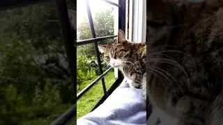 Relaxing video of Moscow rain, cat and shower