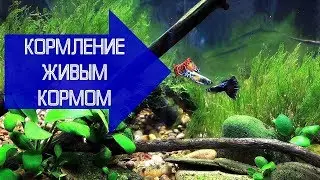 Кормление аквариумных рыб живым кормом