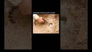 Crocodile Helps Human