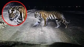 INCREDIBLE ENCOUNTERS WITH WILD ANIMALS ON THE ROAD CAPTURED ON CAMERA