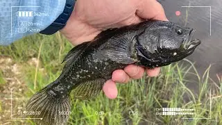 Университетские Ротаны. И где здесь Мормышинг?