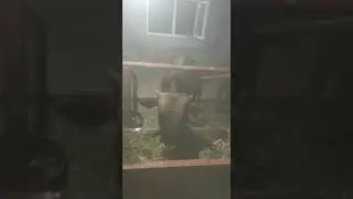 Бычки откорм