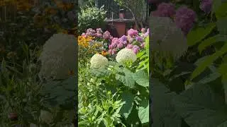 О всё о крупнолистных гортензиях выращенных в Подмосковье