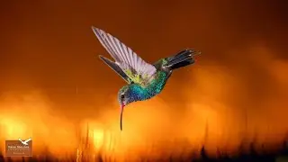 Flight of the Hummingbird