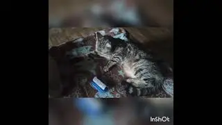 Утренний моцион Марси и Персика