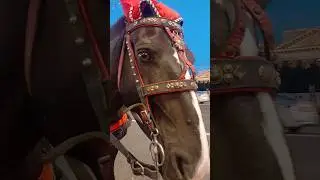 НЕВСКИЙ ПРОСПЕКТ ♥️