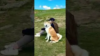 Акита ину на улице часть 15 🦁 #акита, #акитаину, #akitainu, #akita