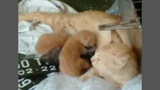 Keluarga Oyen : Kelakuan Kucing Liar Lahiran Diteras Rumah