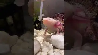 Аксолотли слепые? 🤔 