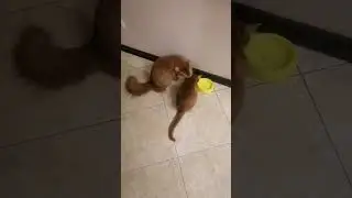 Это настоящая любовь!