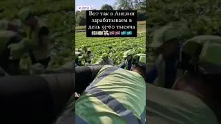 Сбор салата на ферме в Англии