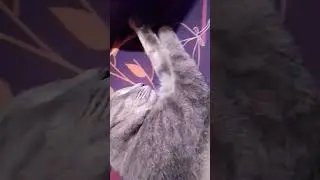 спи моя радость усни